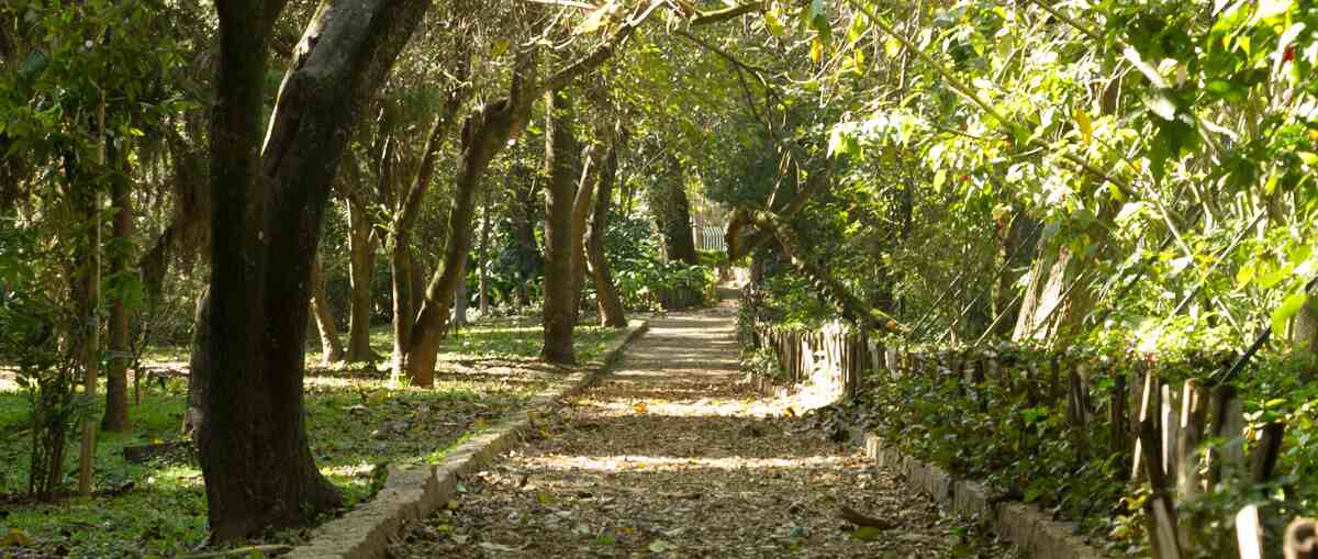 Caminho arborizado e sereno em um parque ou área verde na Granja Julieta, São Paulo, com a luz do sol filtrando através das árvores e folhas secas no chão. A imagem transmite uma sensação de natureza, tranquilidade e um convite ao bem-estar, refletindo o compromisso da Órion Farmácia de Manipulação em Granja Julieta com a saúde e qualidade de vida em harmonia com o ambiente.